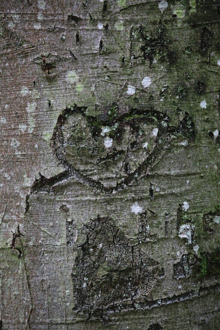 Love-heart carved in tree trunk