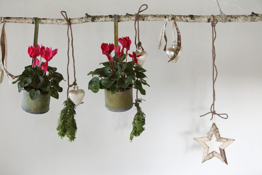 Red cyclamen in metal pots and Christmas decorations hanging from birch branch