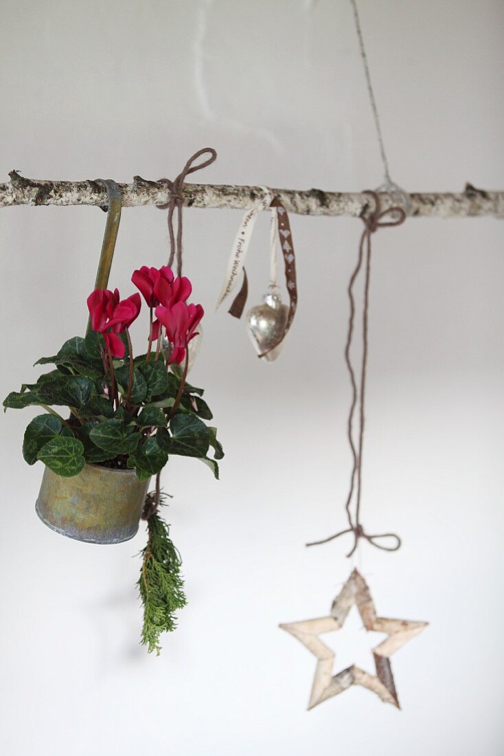 Red cyclamen in metal pot and Christmas decorations hanging from birch branch