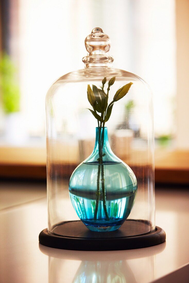 Hellblaue Glasvase mit Blumenzweig unter einer Käseglocke