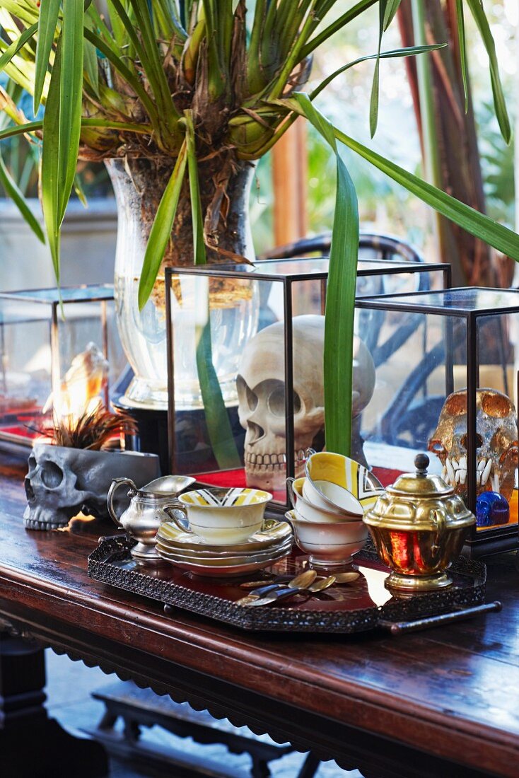 Palmenartige Pflanze zwischen antikem Teeservice auf Tablett und Totenschädel in Glasvitrine auf Holztisch in Kolonialstil
