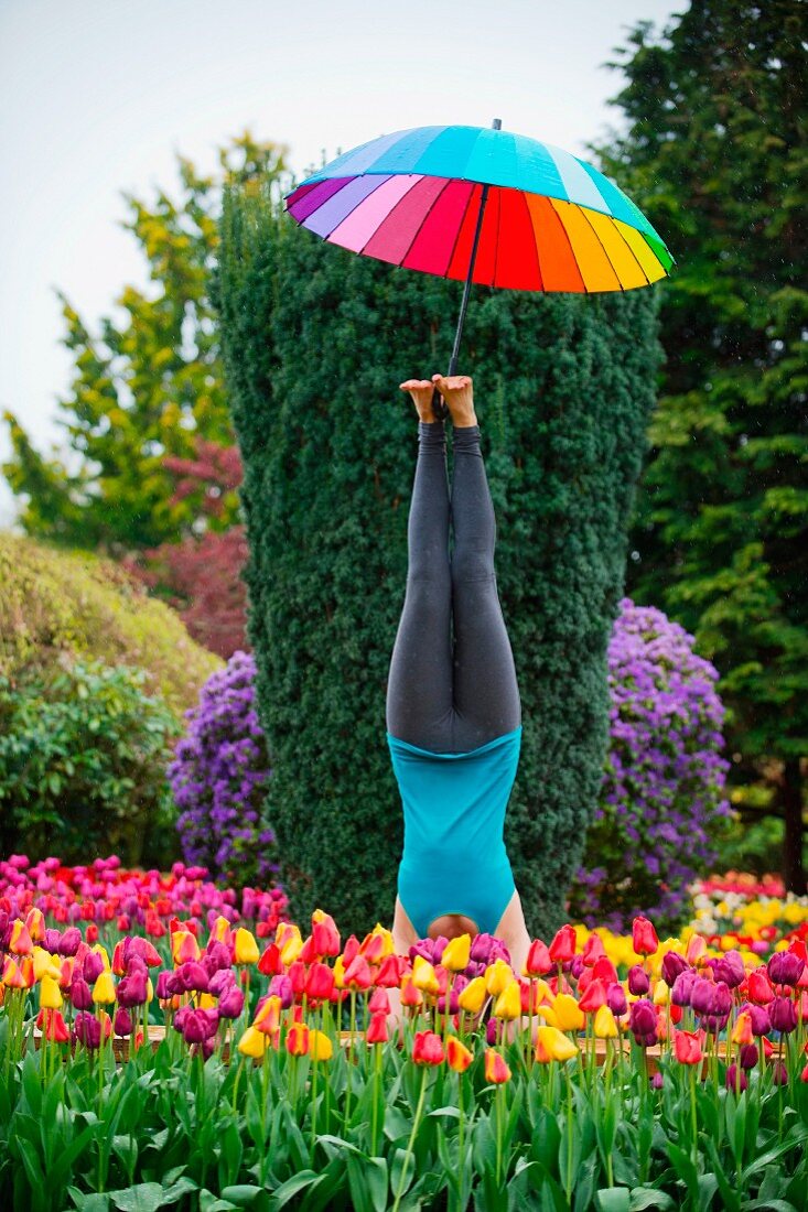 Lady with a colorful umbrella doing a handstand in a bed of tulips