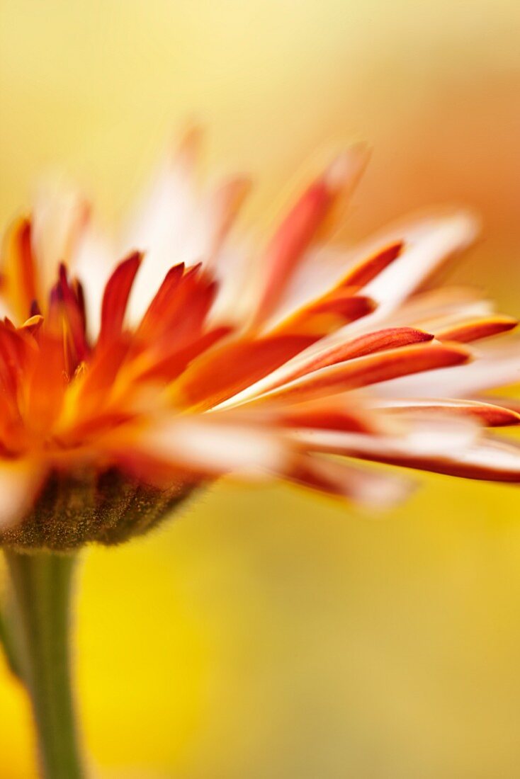 Calendula flower (close-up)