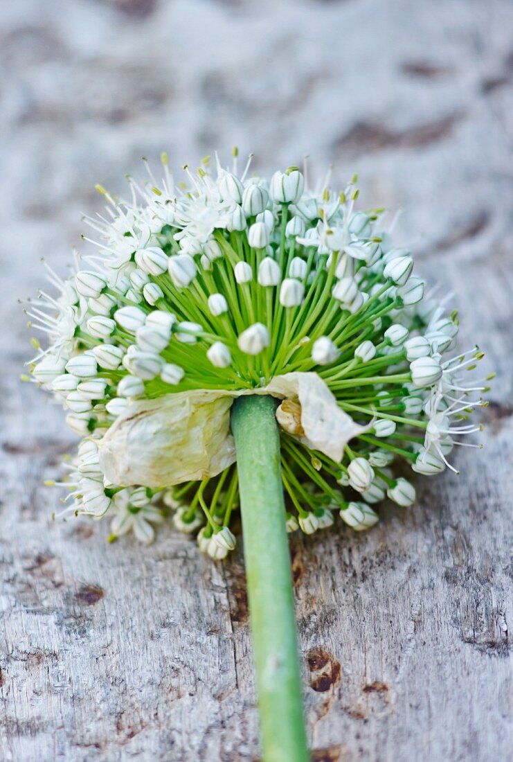 An onion flower