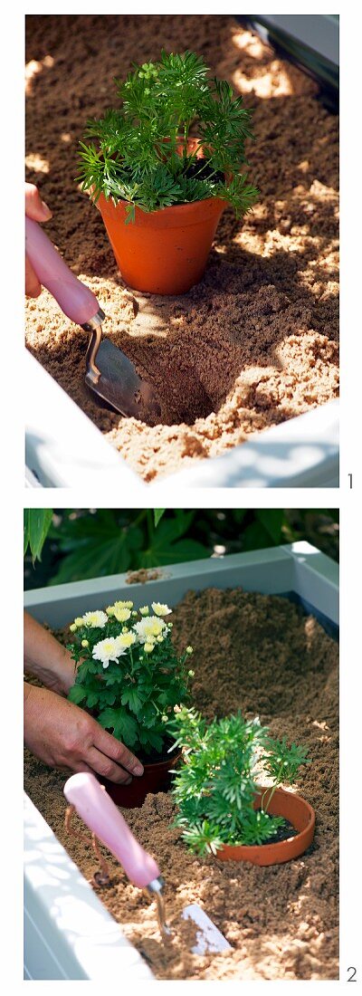 Sinking potted plants in soil