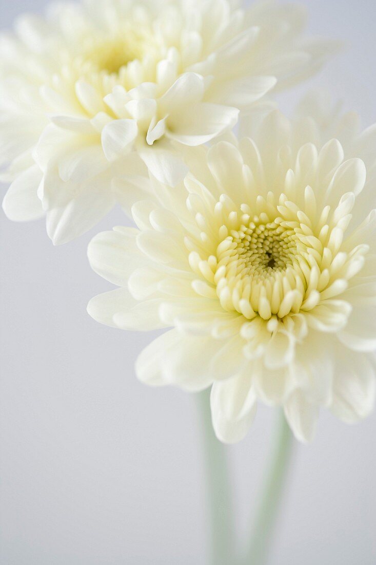 Two White Chrysanthemum Flowers, High Angle View, Close-Up