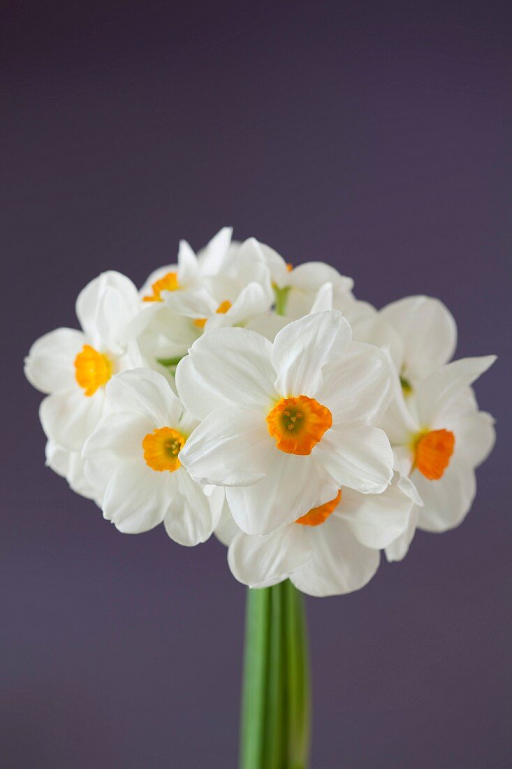 Bouquet of White Daffodils on Purple Background