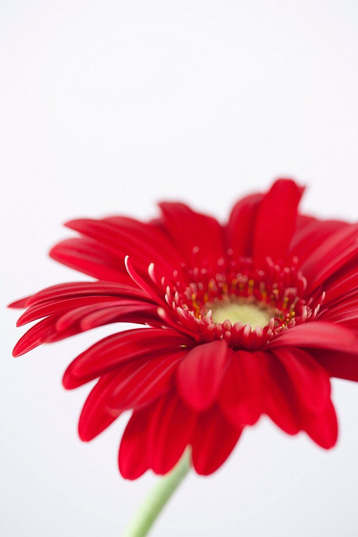Red Gerbera Daisy, Close-Up