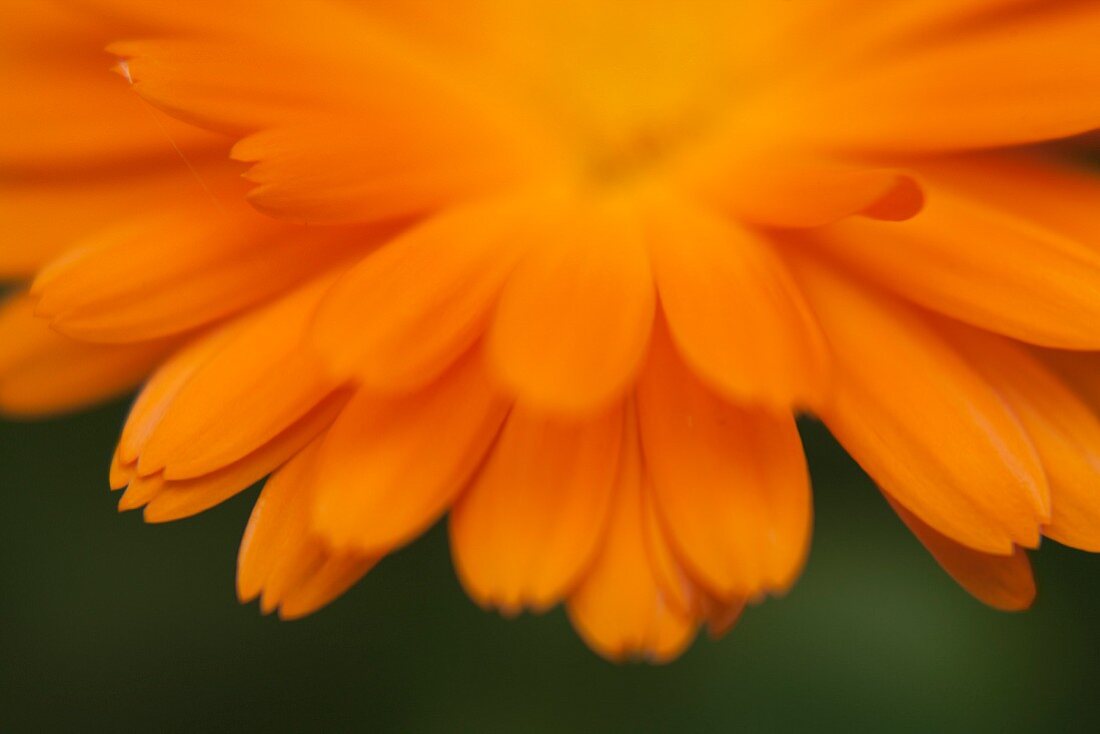 Orangefarbene Blüte