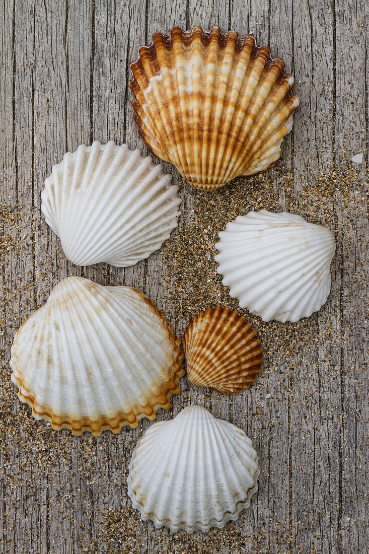 Seashells and sand on rustic wooden board