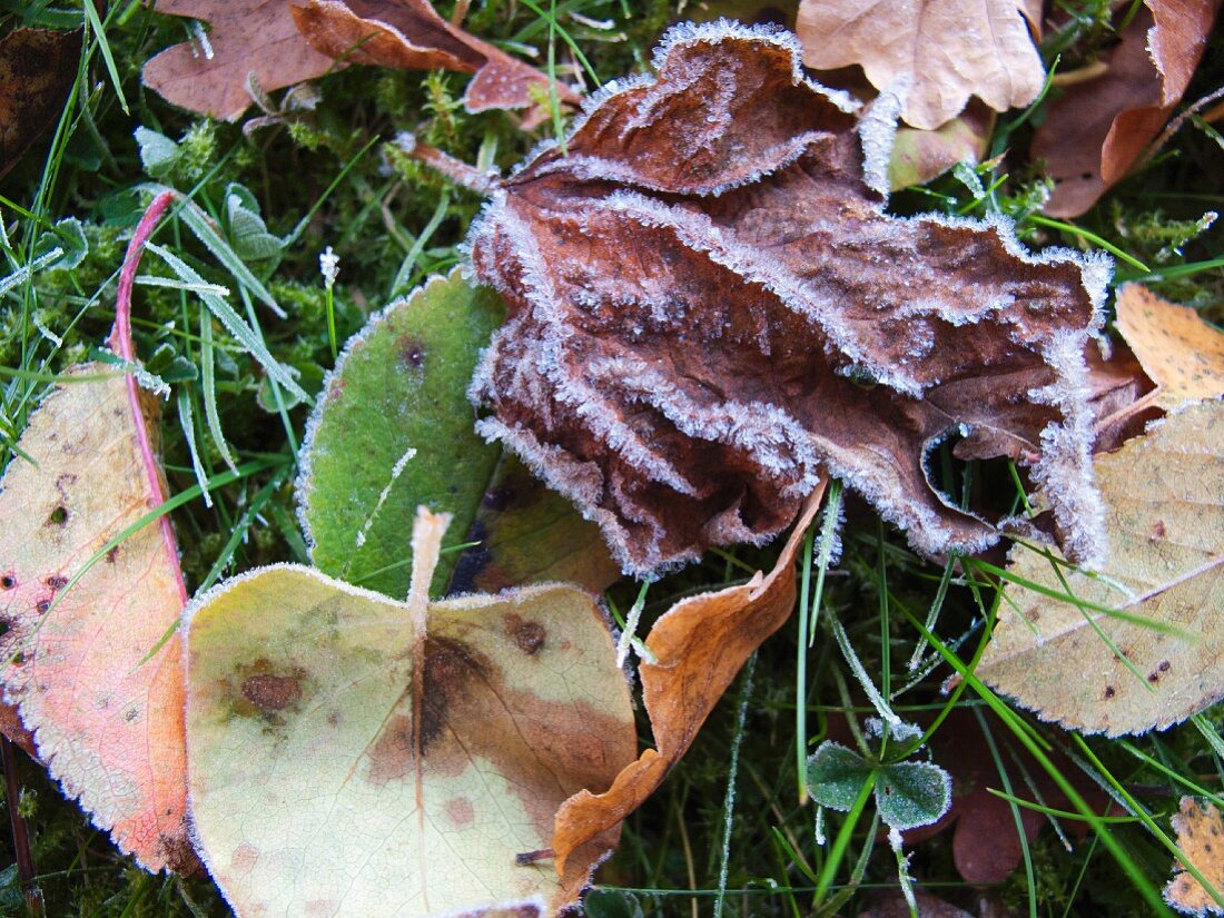 Frost on Autumn Leaves on Ground, Close Up