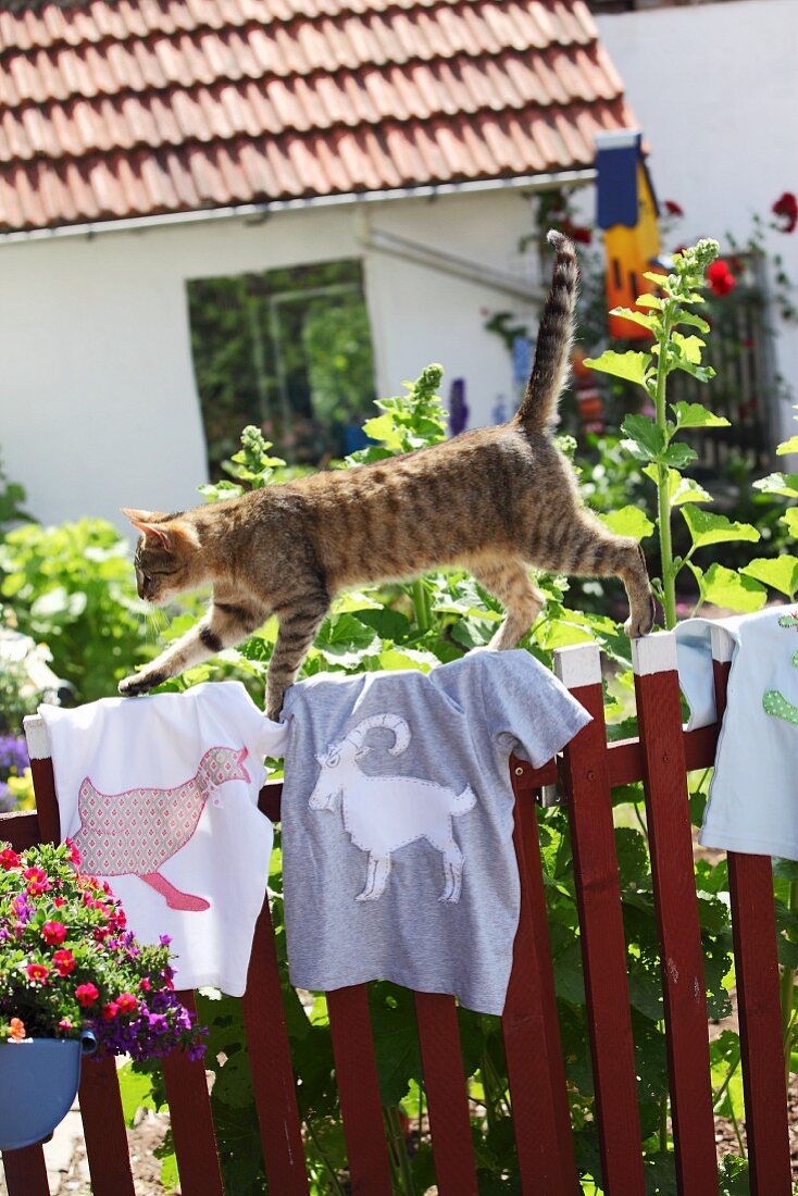 Katze beim Klettern über Hemden mit selbstgenähten Tiermotiven auf Gartenzaun