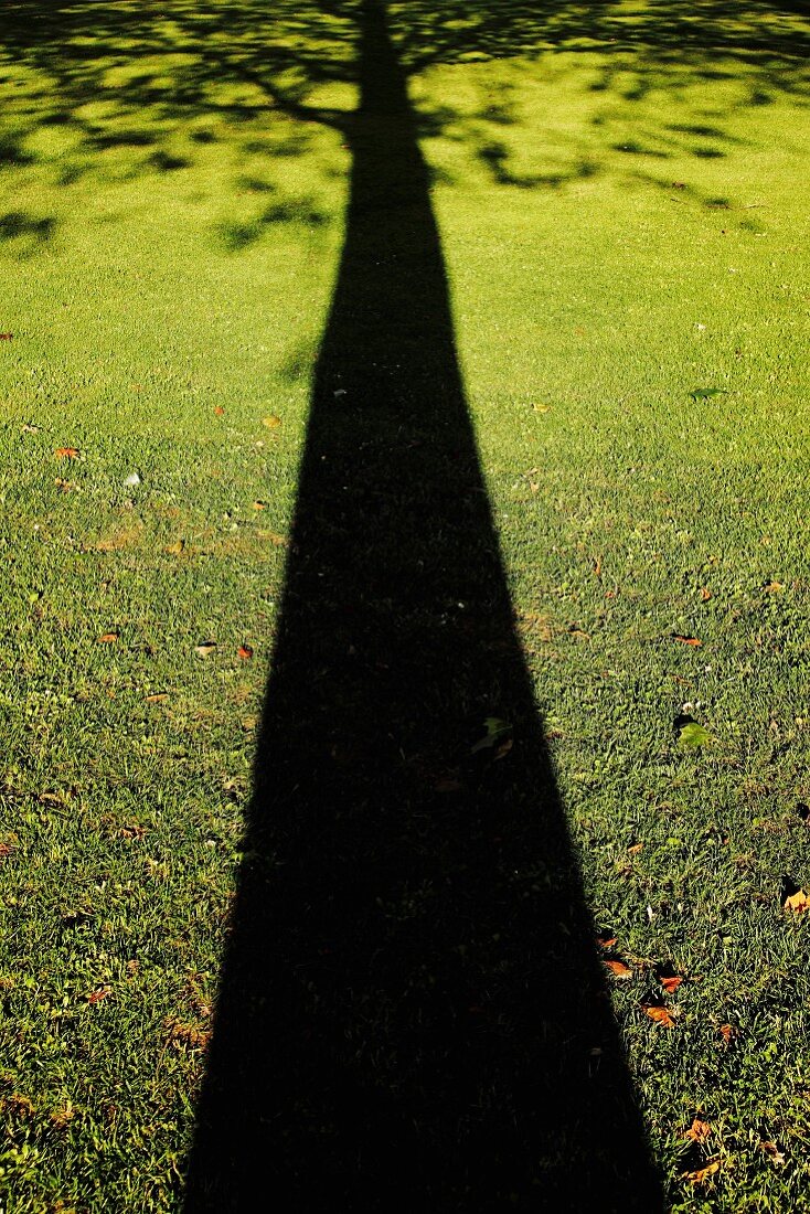 Elongated shadow of tree on green lawn