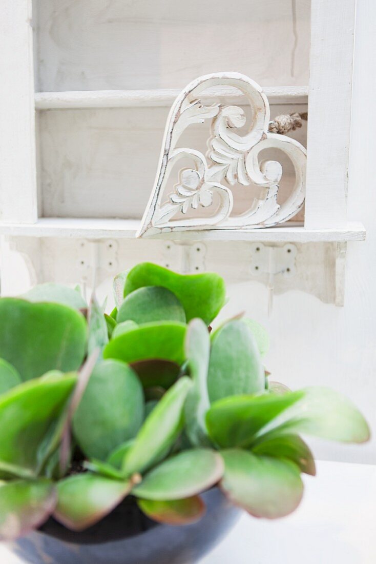 Succulent planted in bowl (close-up)