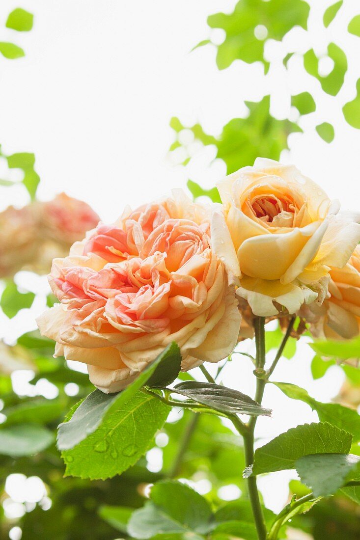 Flowering roses in garden