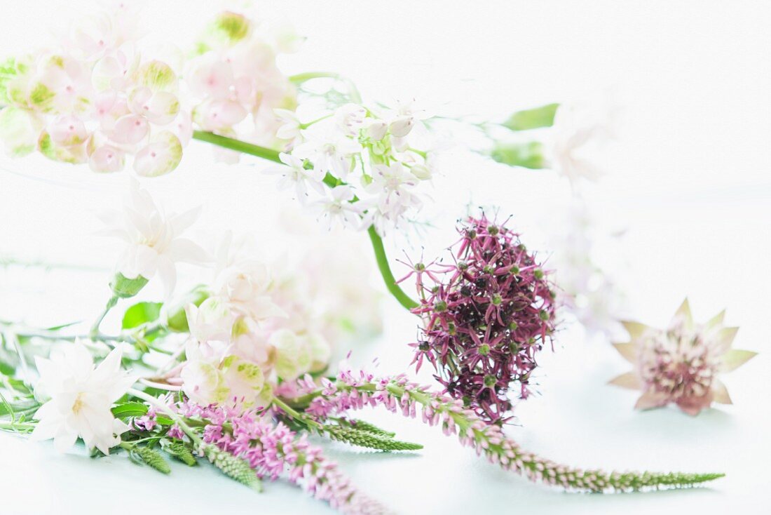 Various white and purple flowers