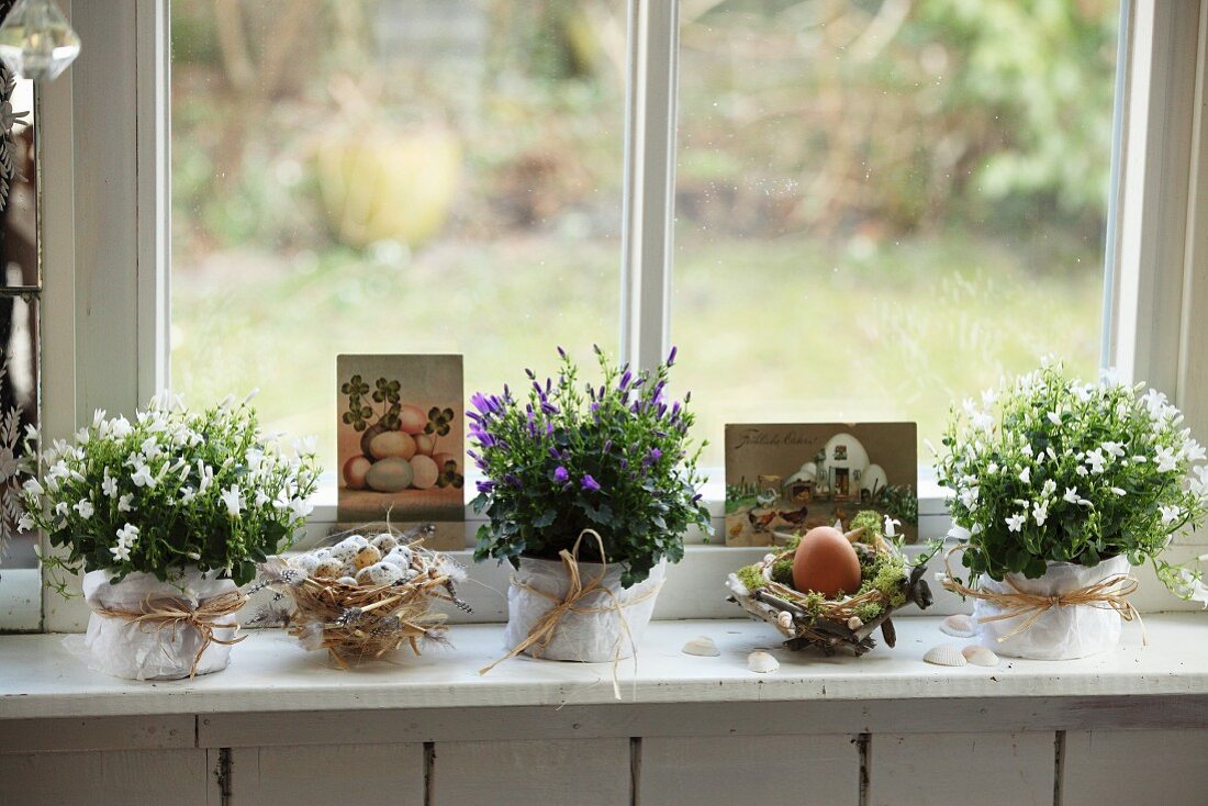 Eggs in nests and white and blue flowering potted plants as Easter arrangement on window sill