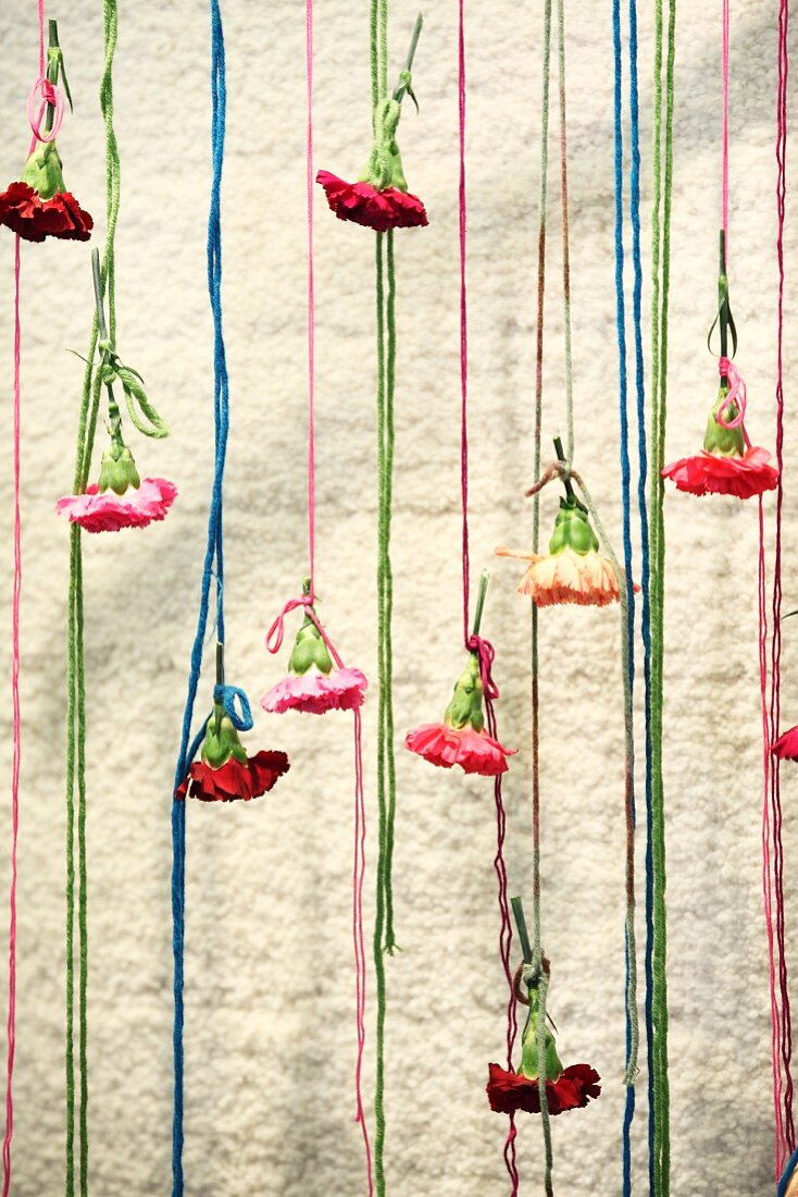 Fadenvorhang mit Nelkenblüten