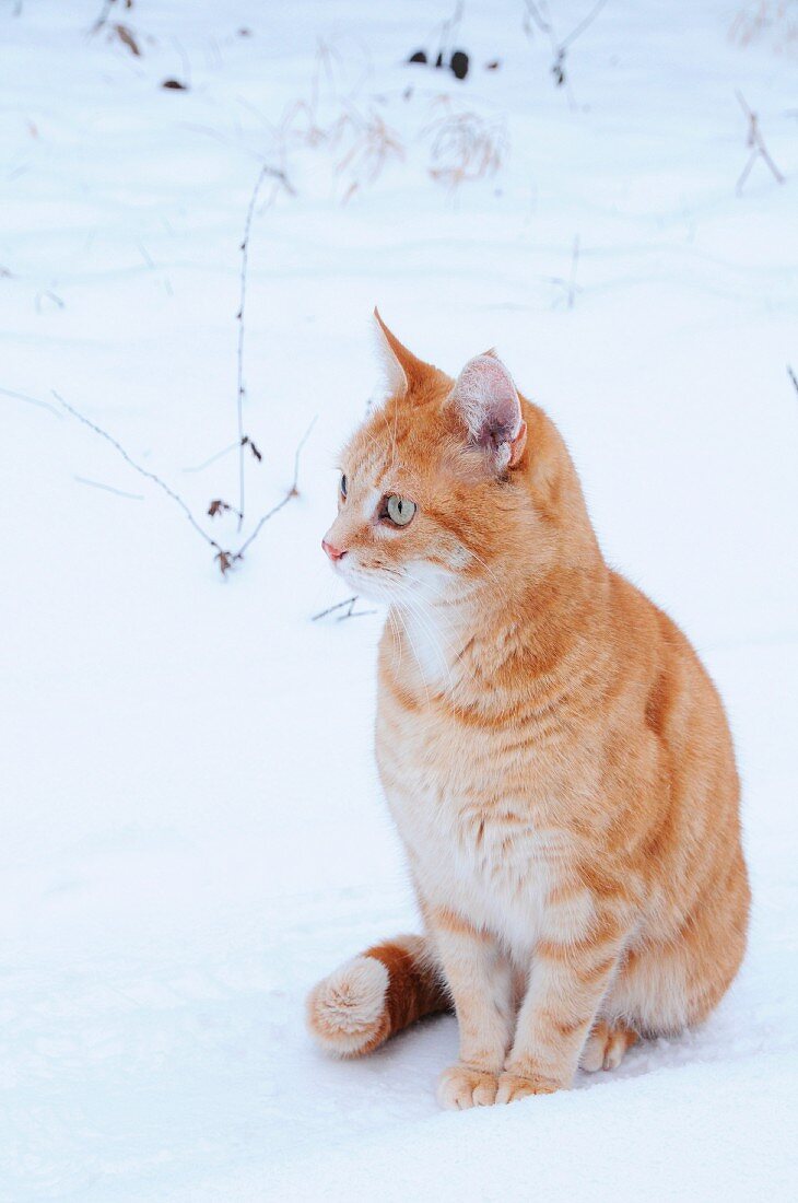 Katze sitzt im verschneiten Garten