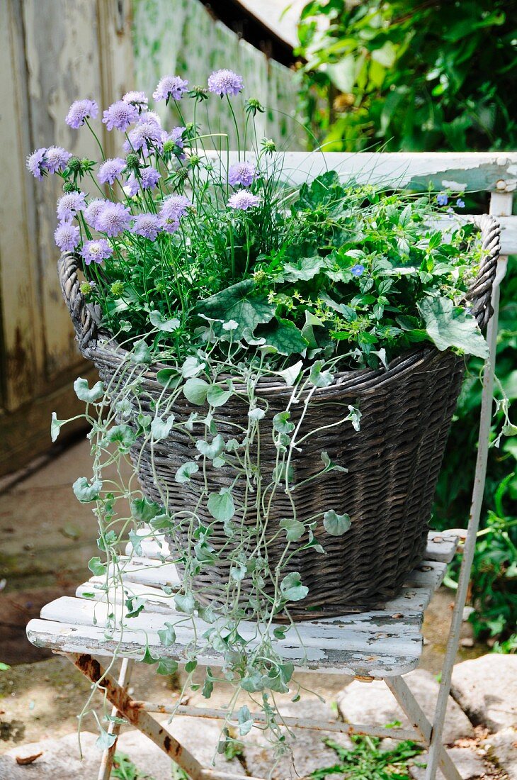 Grey wicker basket planted with autumnal arrangement on weathered garden chair
