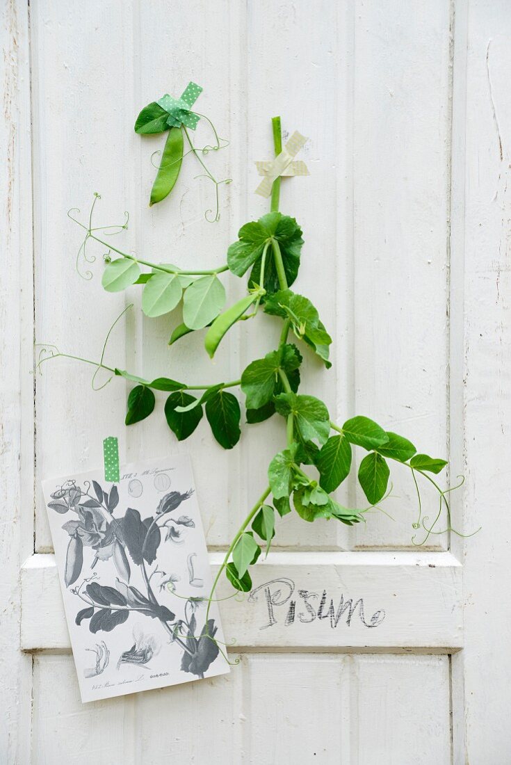 Erbsenzweig & Kopie einer nostalgischen Pflanzentafel vor weißer Holzwand