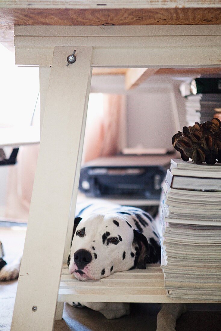 Schläfriger Dalmatiner mit Kopf auf Ablage eines weissen Tischgestells