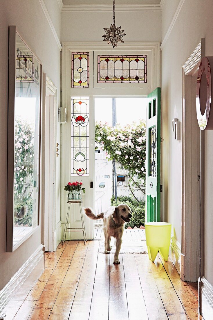 Hund in Hausflur, im Hintergrund offene Jugendstil Haustür mit Bleiverglasung und Blick auf Rosenbusch in Hinterhof