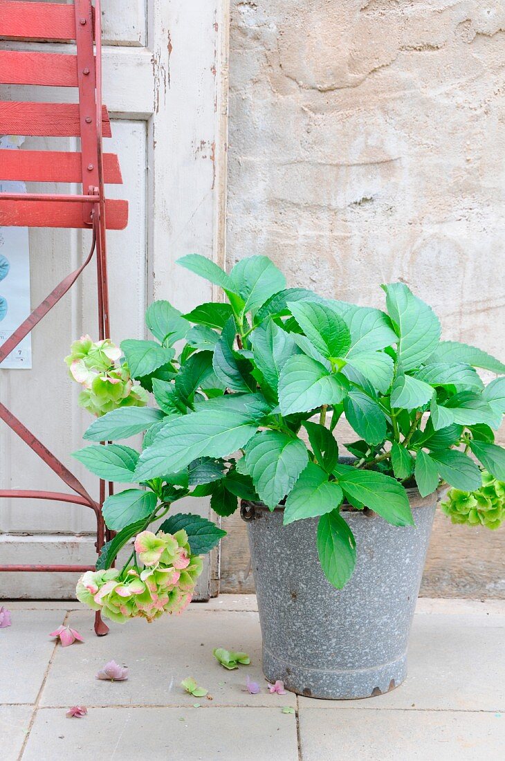 Hydrangea in old enamel bucket in front of rustic concrete wall and red garden chair