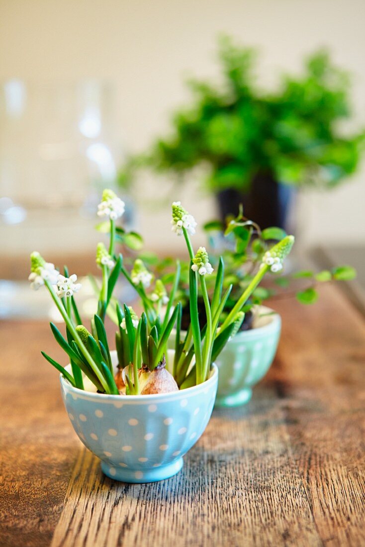 White grape hyacinths in small bowls