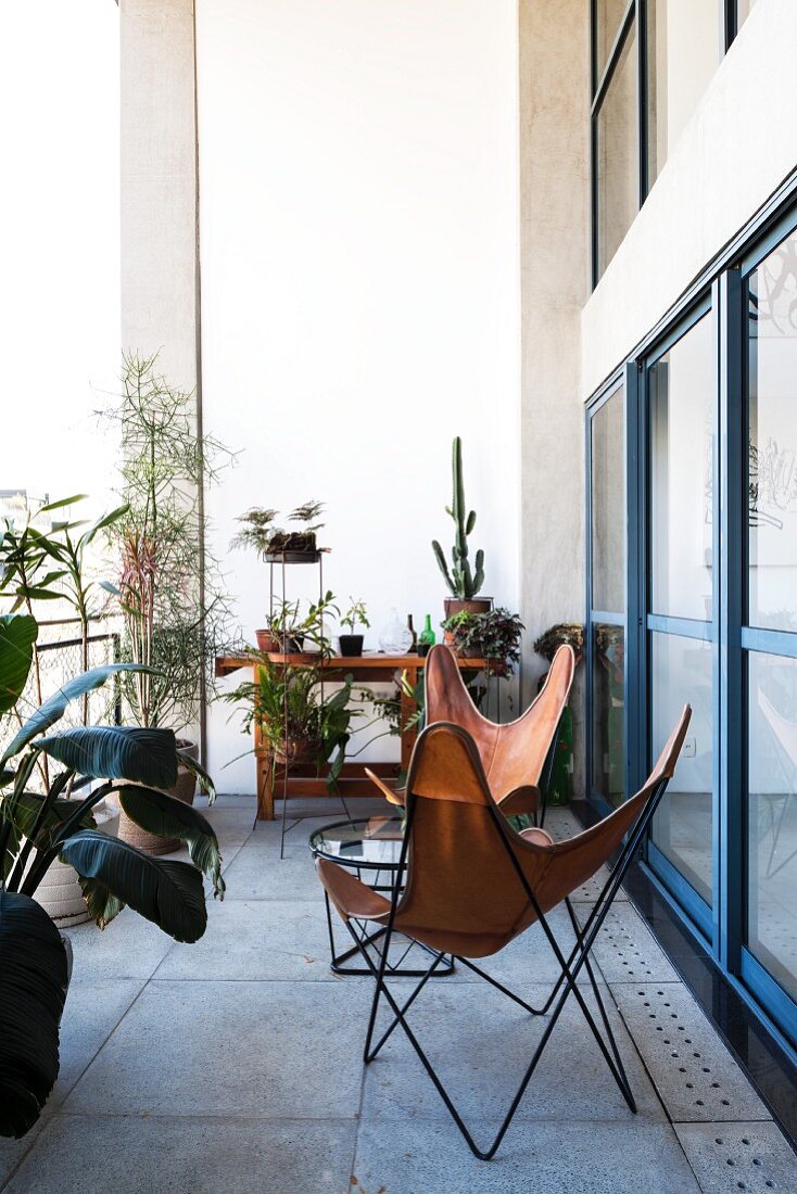 Leather butterfly chairs and tropical plants on concrete balcony