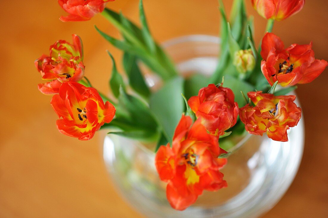 Open orange tulips in round glass vase seen from above