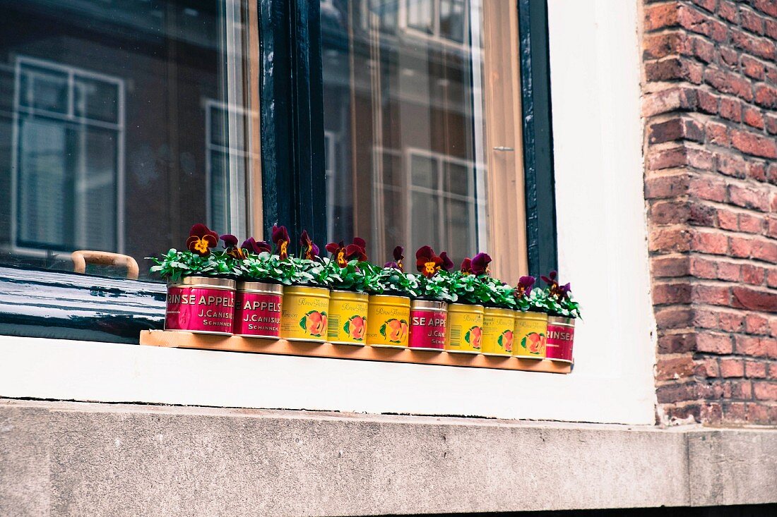 Violas in tin cans on windowsill