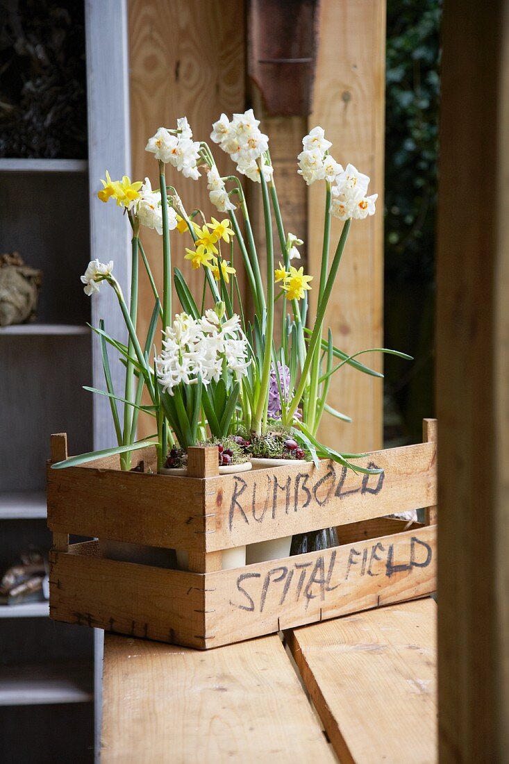 Flowering narcissus & hyacinths in wooden crate