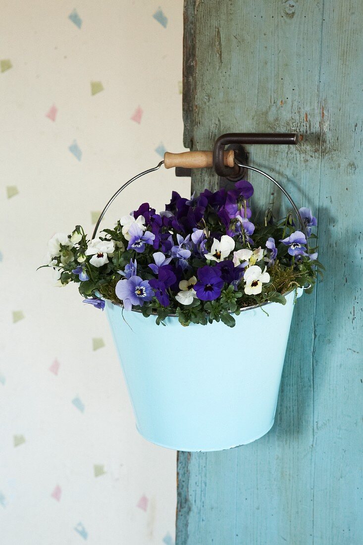 Violas in pale blue vintage metal bucket hanging on door handle