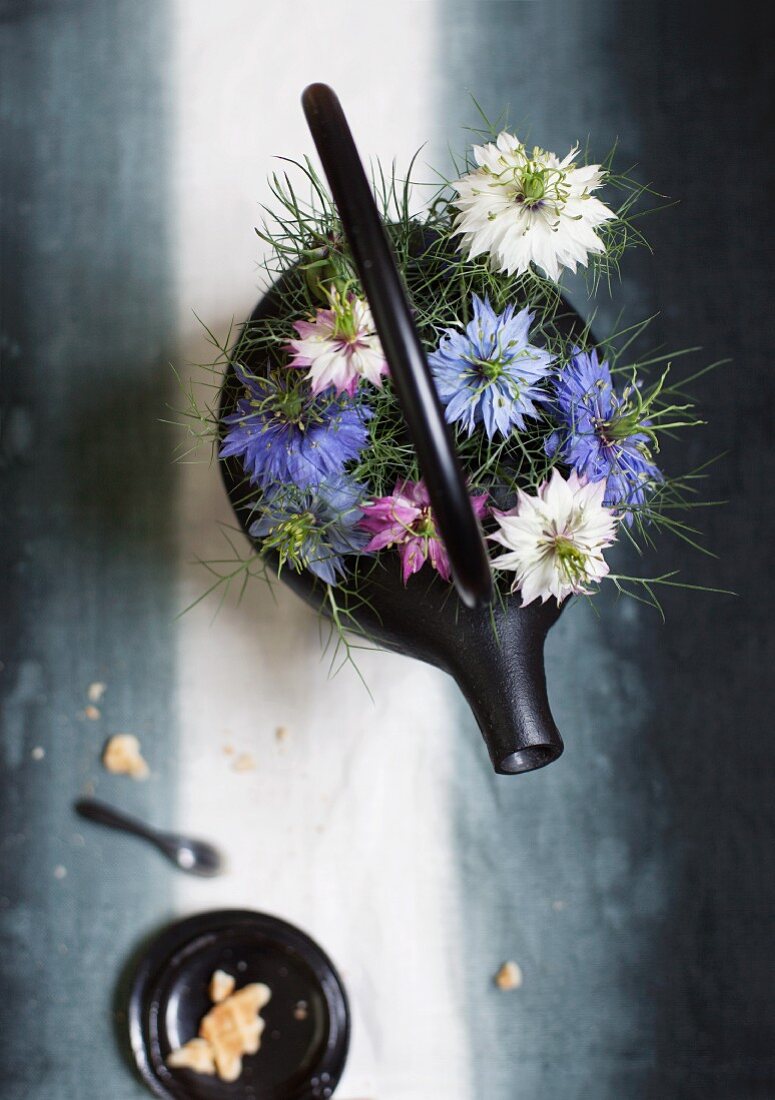 Nigella damascena flowers on black cast iron teapot