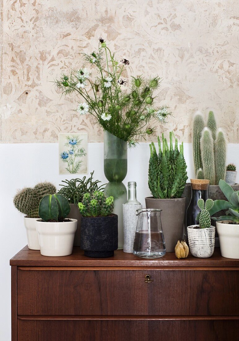 Collection of cacti in various plant pots on 60s-style chest of drawers against wall with stencilled pattern