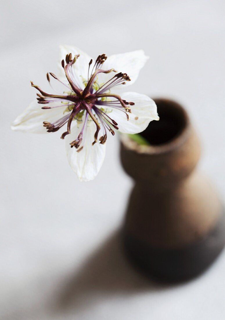 White, star-shaped Nigella (variety 'Musical Prelude') in ceramic vase