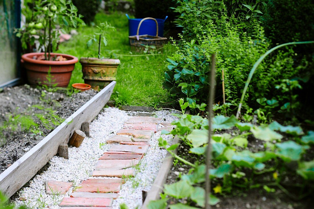 Path between vegetable beds in garden