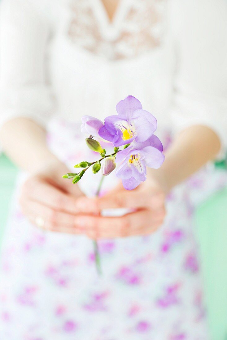 Zarter lilafarbener Fresienblütenstengel in Frauenhänden gehalten