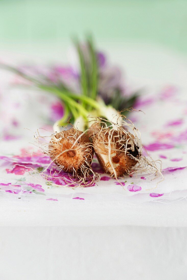 Sprouting crocus bulbs on lilac gift wrap