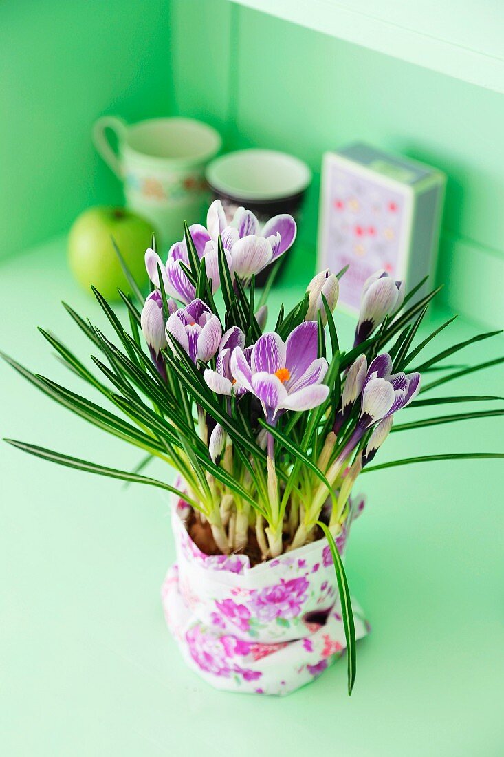 Flowering crocuses planted in pot wrapped in gift wrap against lime green background