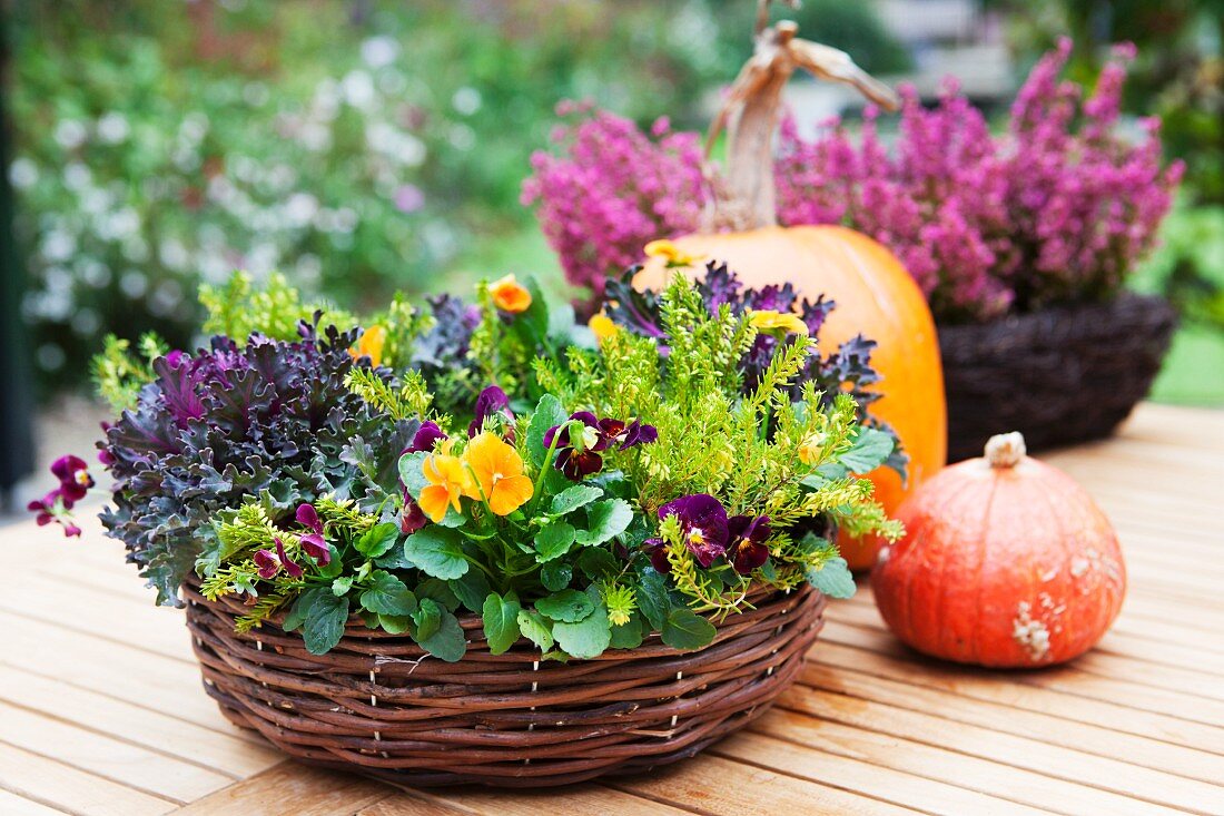 Wicker basket planted with ornamental cabbage and violas next to pumpkins on wooden table