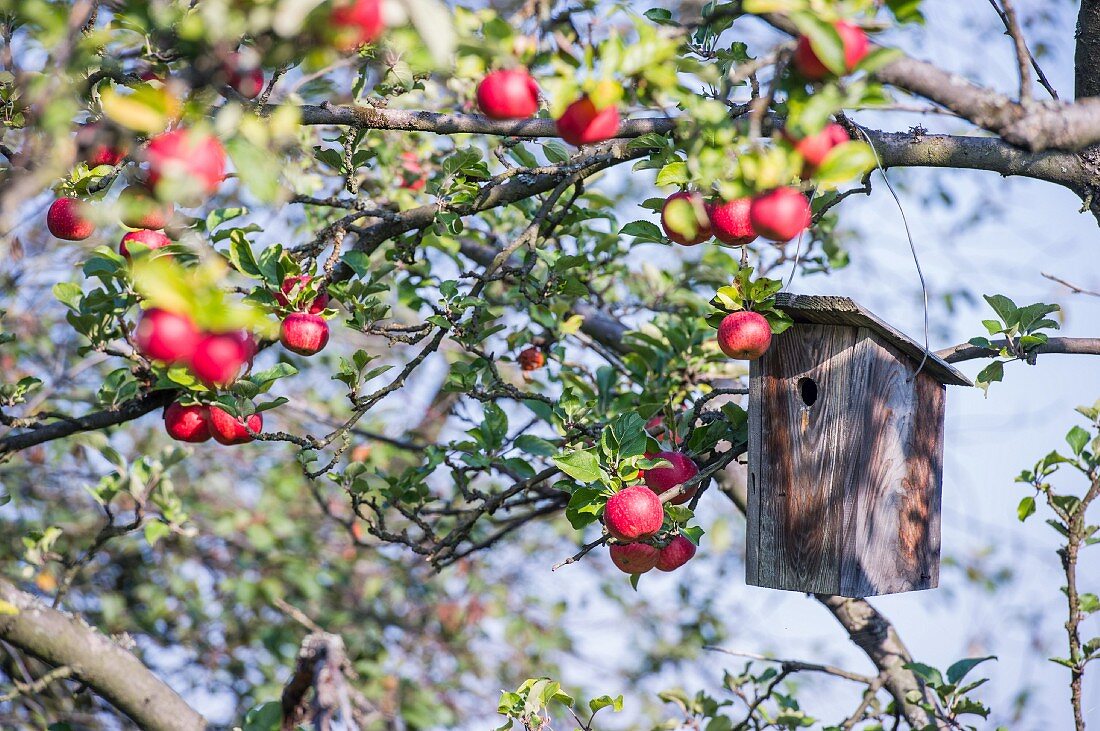 Ripe apples and nesting box hanging from large branch