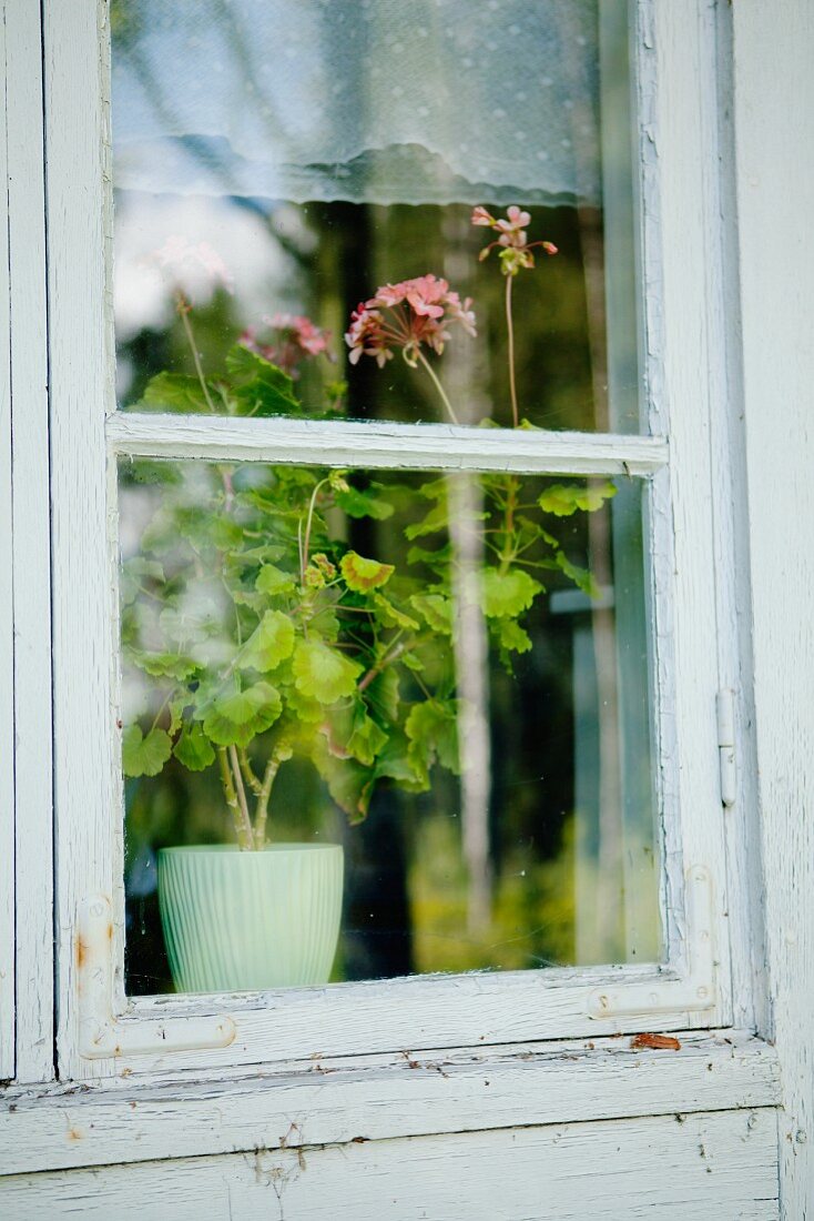 Blick durch Sprossenfenster auf Geranie im Blumentopf