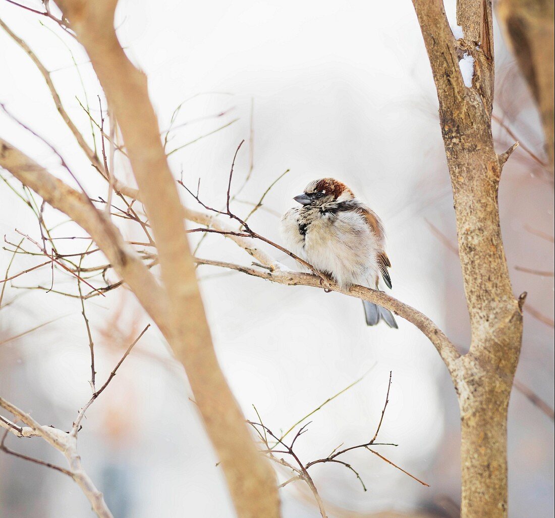 Sparrow in tree in the open