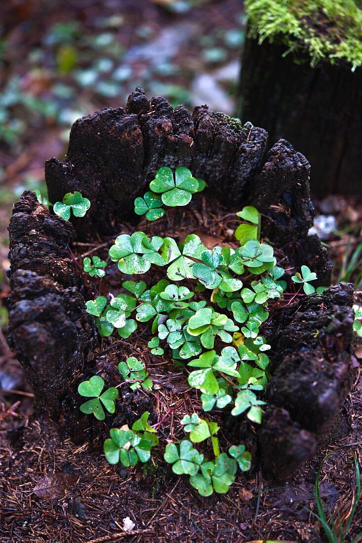 Wood sorrel growing on tree stump in forest