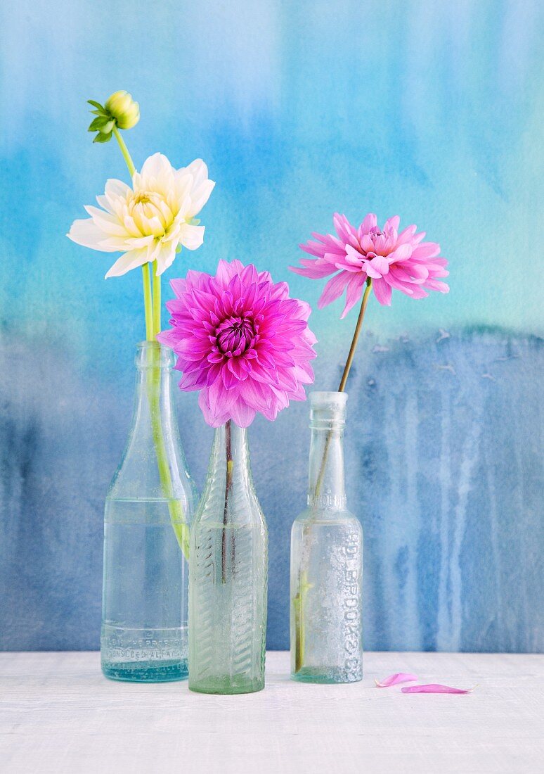 Einzelne Dahlienblüten in Vintage Glasfläschchen arrangiert vor hellblau lasierter Wand
