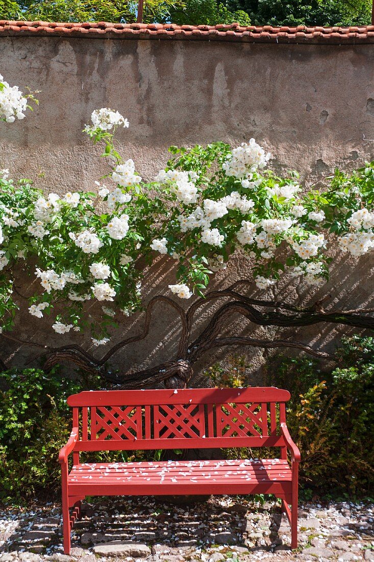 Red wooden bench with decorative backrest in front of flowering shrubs against garden wall
