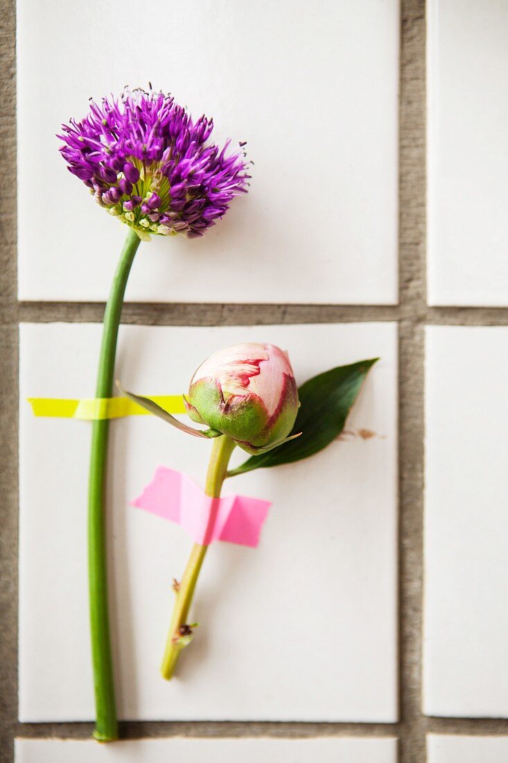 Peony bus and purple allium flower stuck to white-tiled wall with washi tape