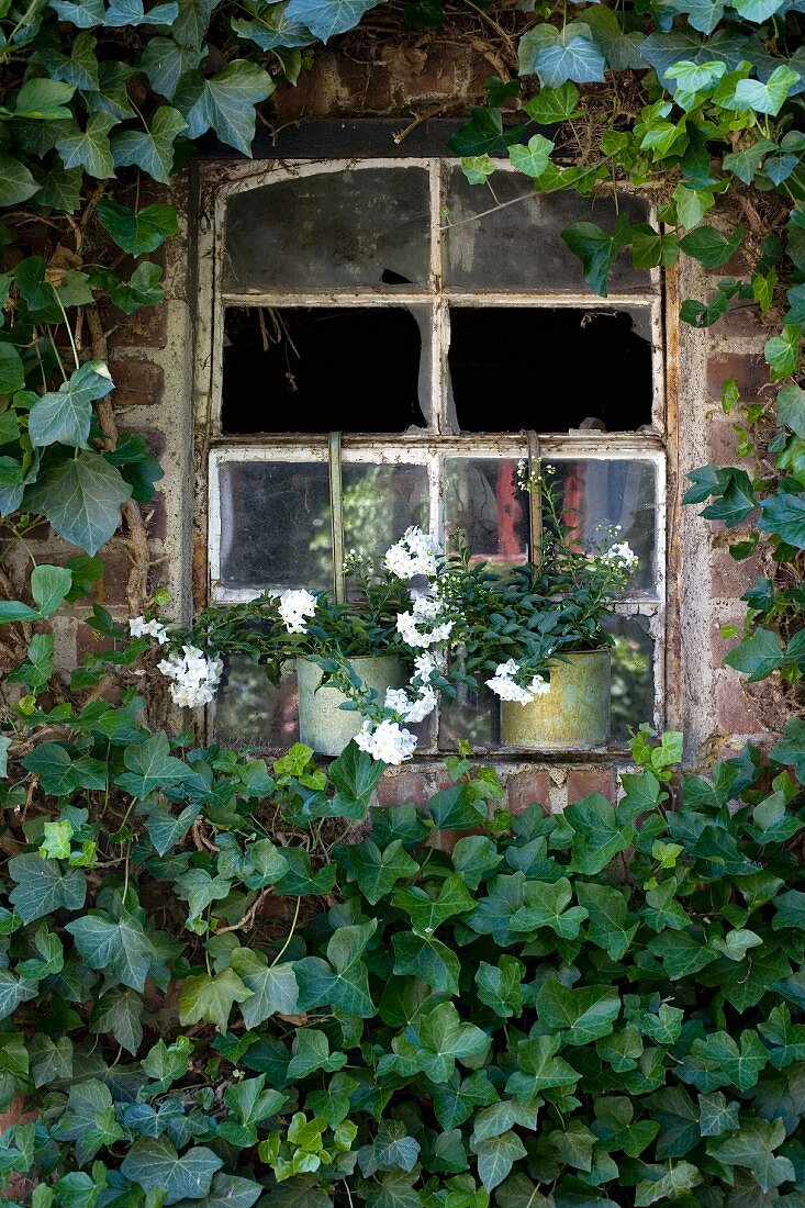Von Efeu dicht umranktes, altes Stallfenster mit zerbrochenem Glas, Blumentöpfe auf der Fensterbank